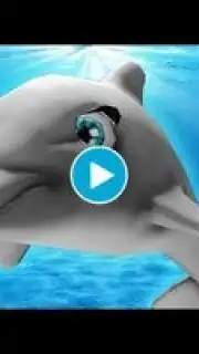 My Dolphin Show скриншот 1