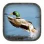 Duck Hunting Calls